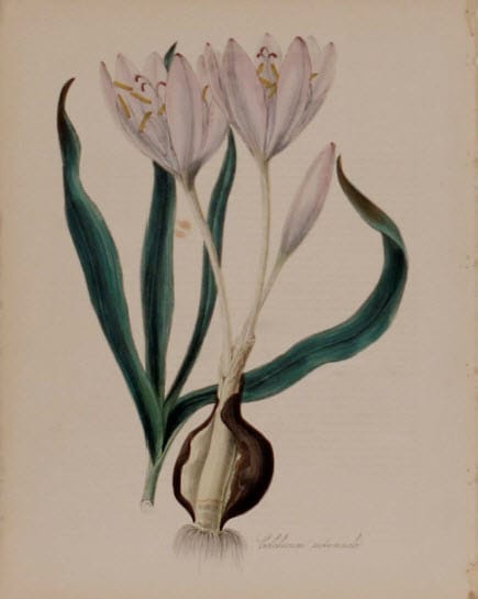 Colchicum Automnale by MA Burnett 