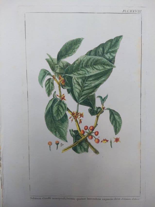 Plate 128, Solanum Corolla by Philip Miller 