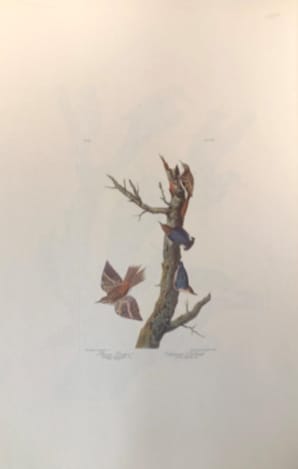 Brown Creeper & Californian Nuthatch 