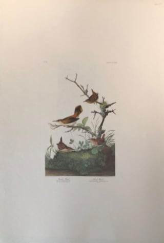 Winter Wren & Rock Wren 