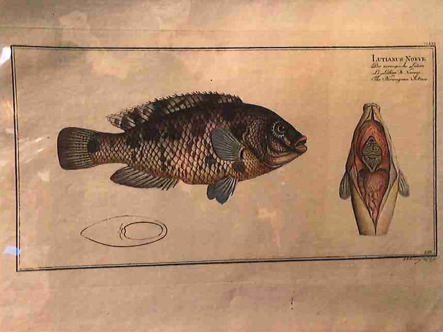 Plate 256, Lutianus norve,  The Norwegian Lutian 