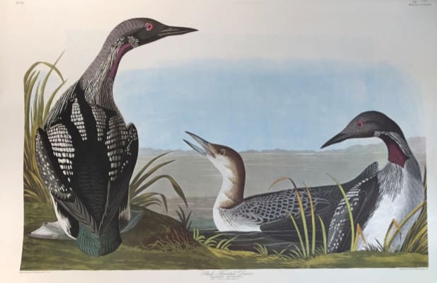 Black-Throated DIver 