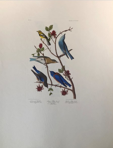 Townsend's Warbler, Arctic Blue-Bird, Western Blue-Bird 