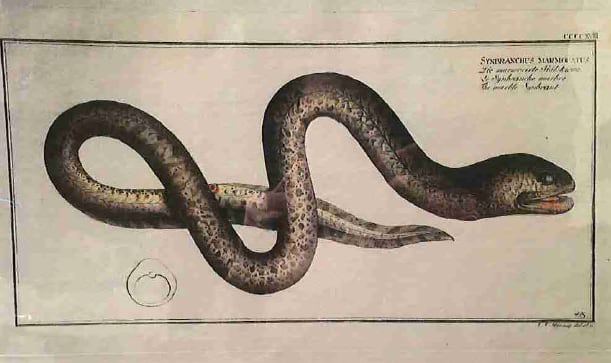 Synbranchus Marmoratus, The marble Synbrank 