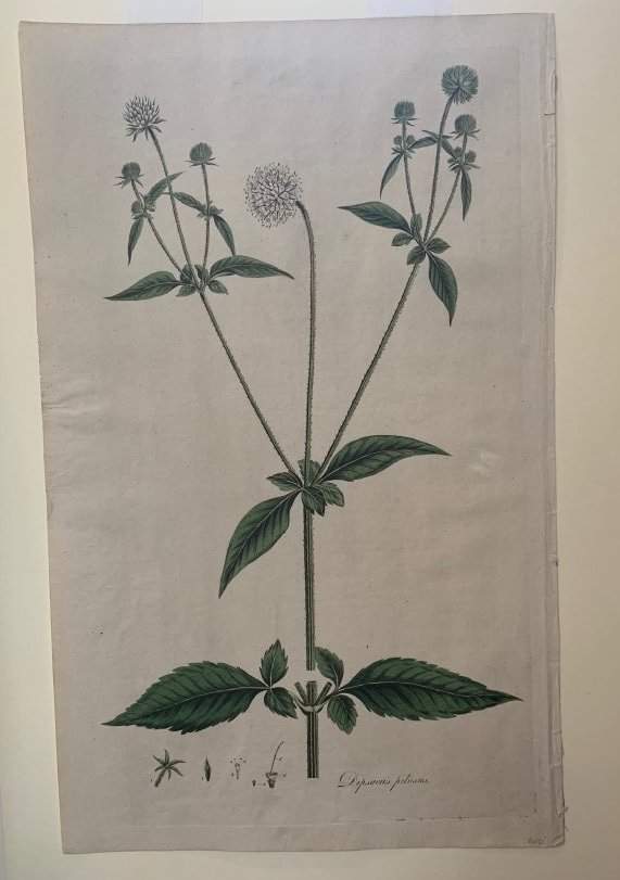 Dipsacus Pilosus by Unknown Artist, Image 1.