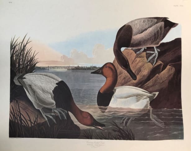 Canvas Backed Duck 
