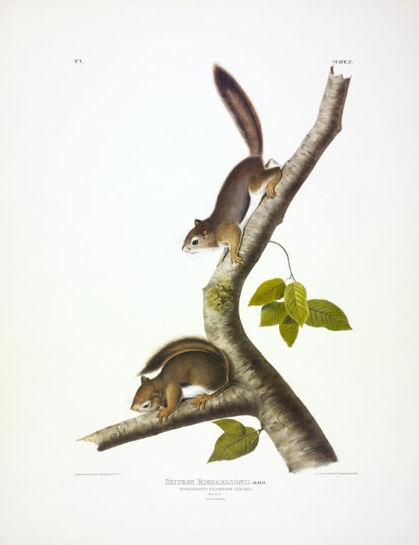 Sciurus Richardsonii, Bach. Richardson's Columbian Squirrel. (v. 1, no. 1, plate 5) 