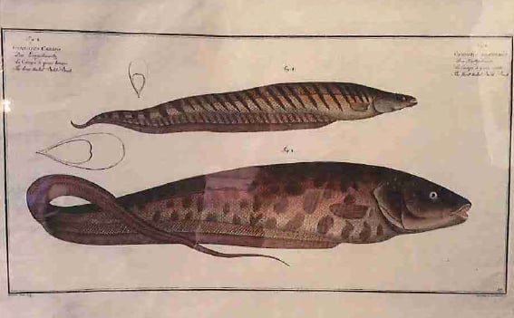 Gymnotus Brachiurus Fig. 1 (1) Gymnotus Carapo Fig. 2 (2), The short-tailed Bald-Back (1) The lon... 