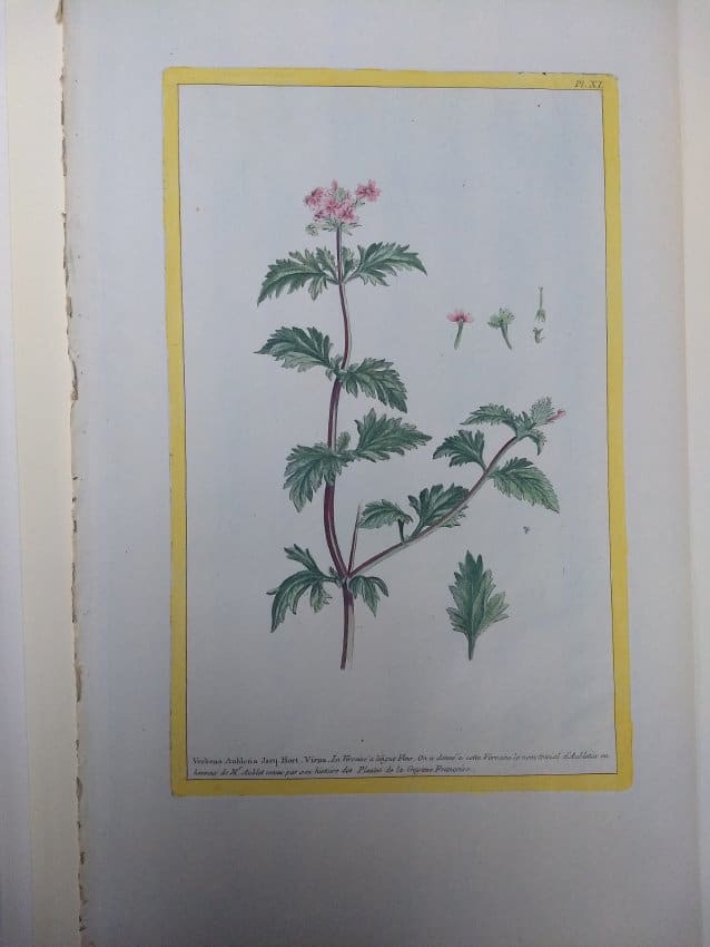 Verbena Aubletia Jacq. Hort. Vienna by Unknown Artist 