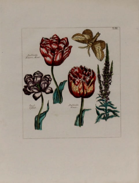 Plate 53 by Unknown Artist 