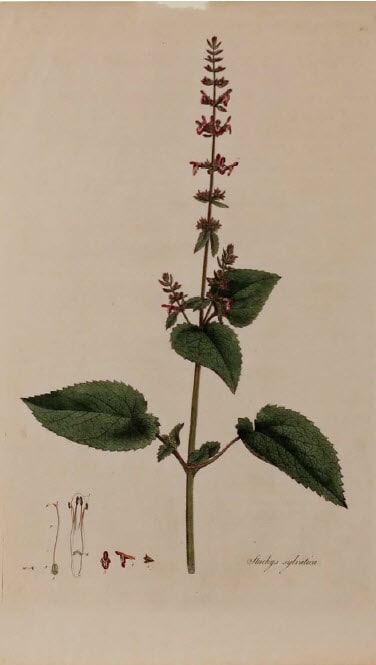 Stachys sylvatica by Unknown Artist 
