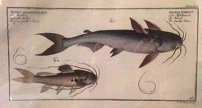 Silurus Quadrimaculatus Fig. 2. (1) Silurus Nodosus Fig. 1. (2), The four spotted Silure (1) The ... 