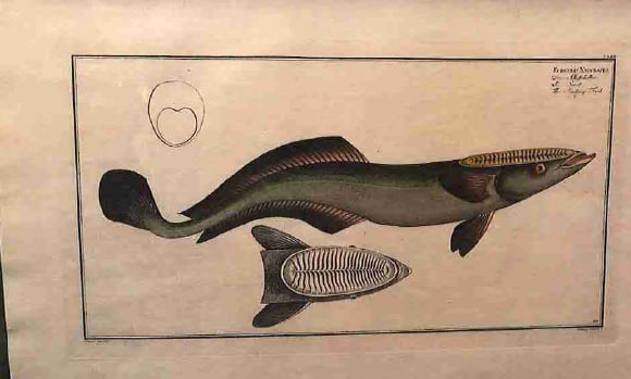 Echeneis Neucrates, The Sucking Fish 