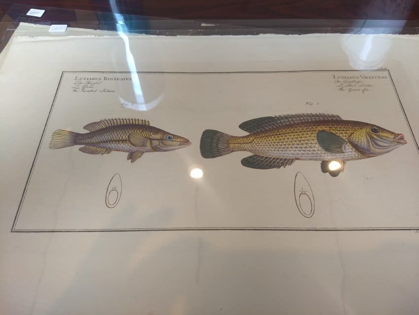 Lutianus Rcstratus Fig. 2 ,Lutianus Virescens Fig. 1 