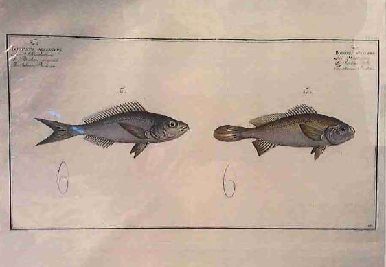 Callionymus Dracunculus Fig. 2 (1) Belnnius Fasciatus Fig. 1 (2), The Sordid Dragoned (1) The Ban... 