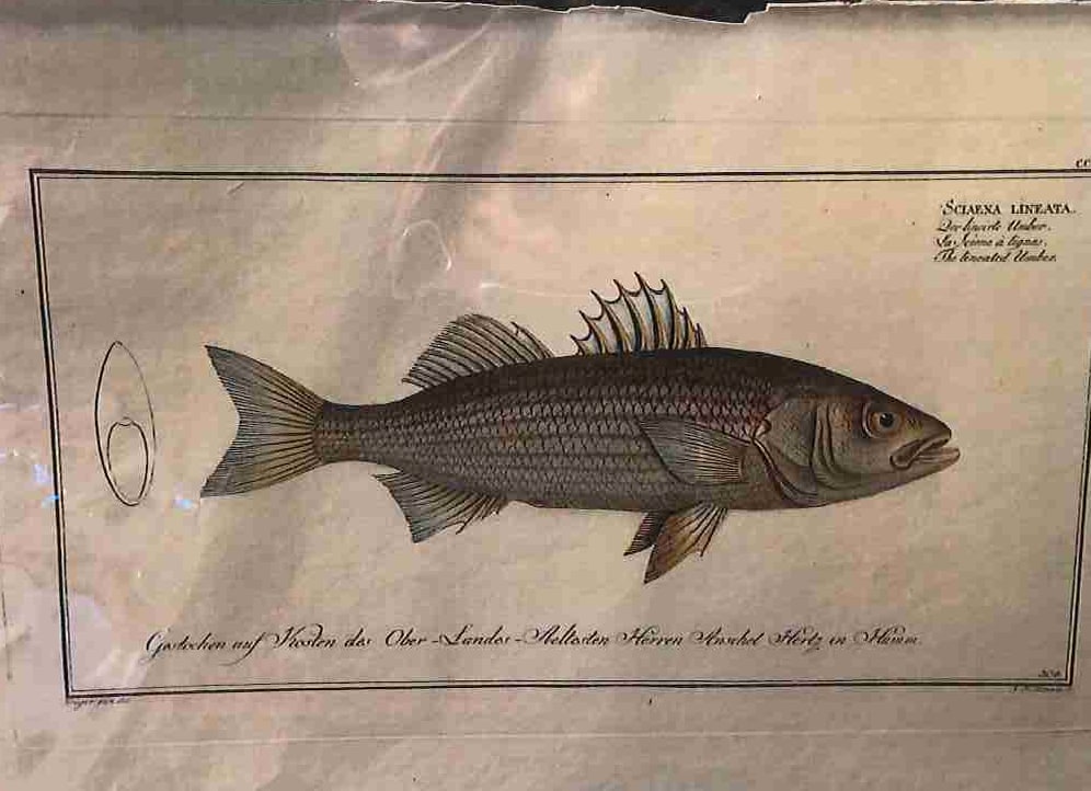 Plate 304, Sciaena lineata, The lineated Amber 