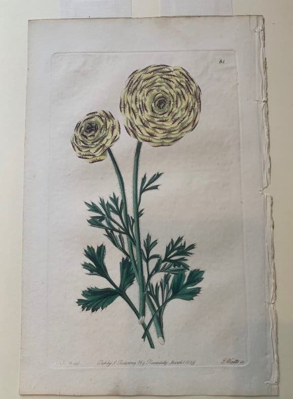 Duke of Clarence Ranunculus by Robert Sweet 