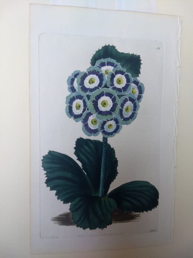 Plate 58, More's Navarino Auricula by Robert Sweet 