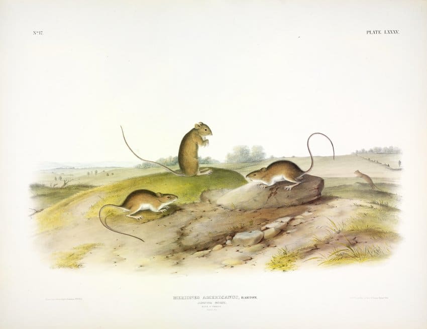 Meriones americanus, Barton. Jumping mouse. (v. 2, no. 17, plate 85) 