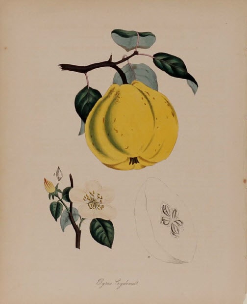 Pyrus Cydonia by MA Burnett 