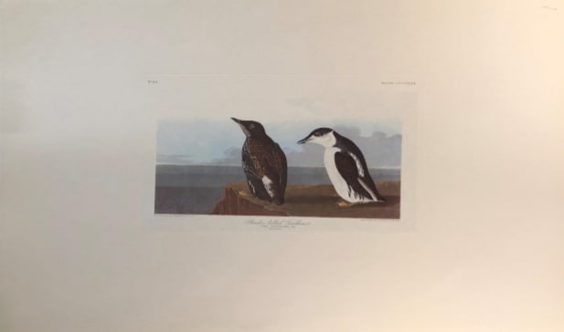 Slender Billed Guillemot 