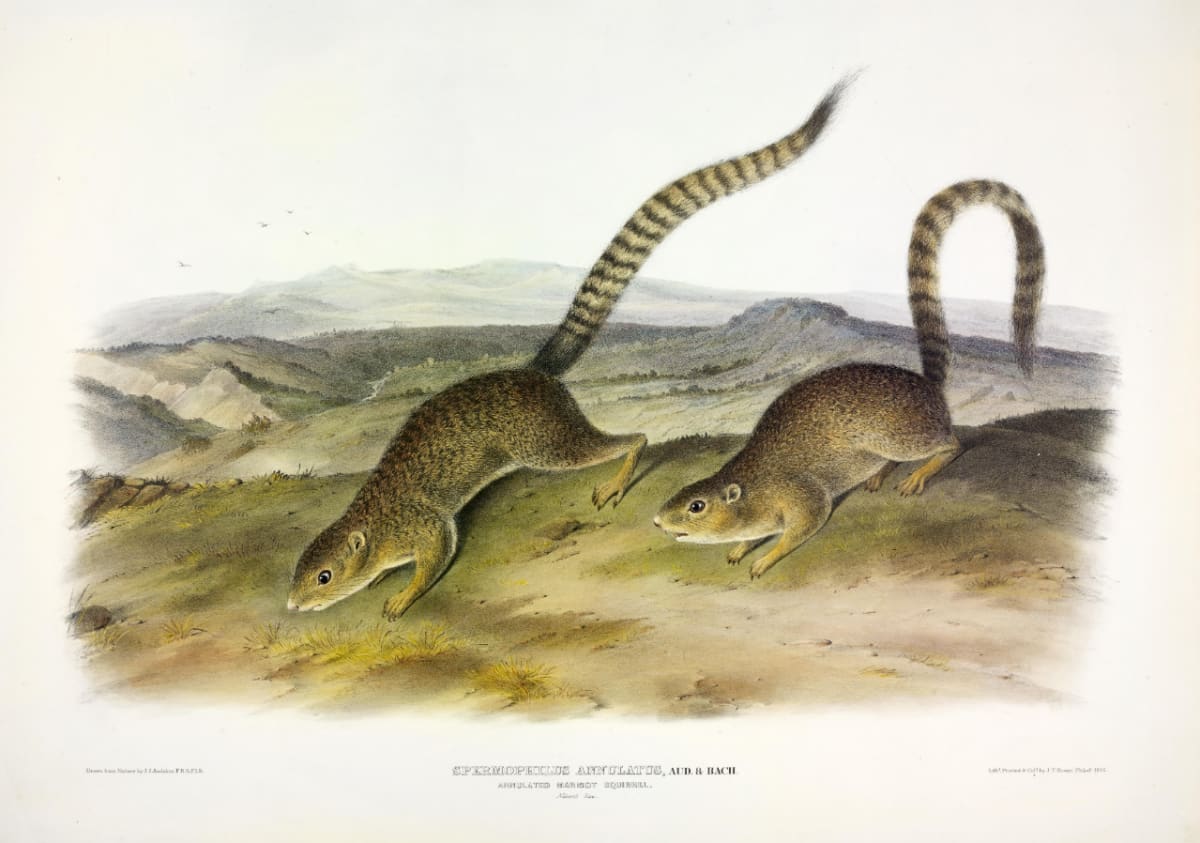 Spermophilus annulatus, Aud. & Bach. Annulated Marmot-Squirrel. (v. 2, no. 16, plate 79) 