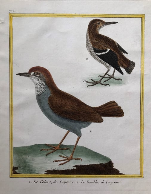 Le Colma de Cayenne 2.Le Banbla de cayenne by Francois-Nicolas Martinet 