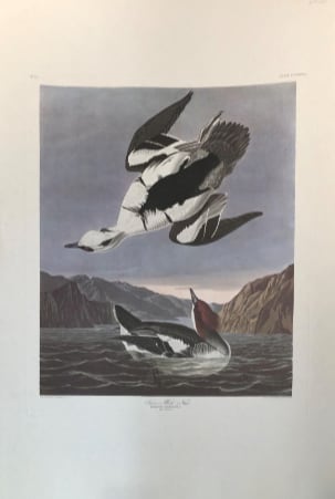 Smew or White Nun 