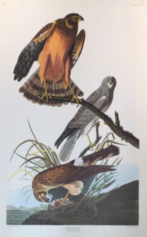 Marsh Hawk 