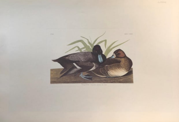 Scaup Duck 