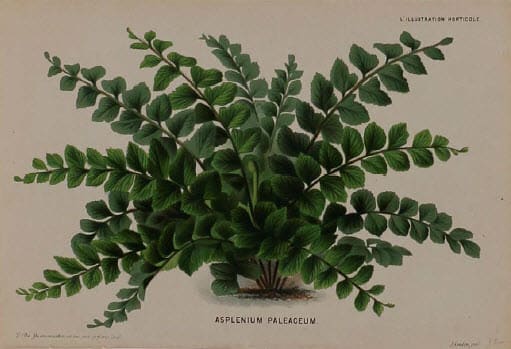 Asplenium Paleaceum 