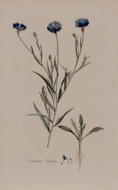 Centaurea cyanus by Unknown Artist 