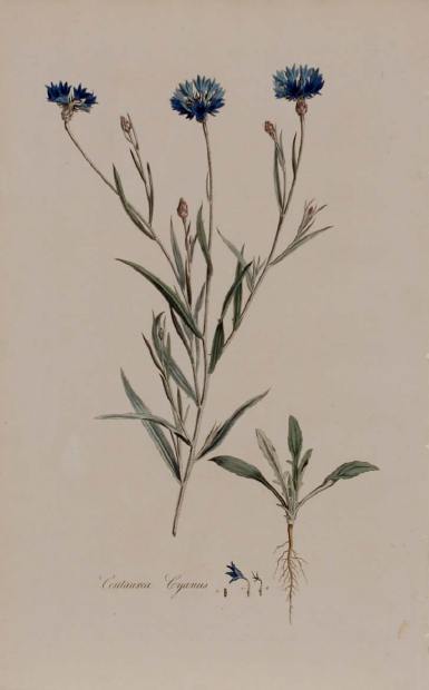 Centaurea cyanus by Unknown Artist, Image 1.