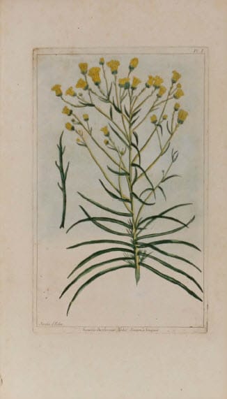 Senecio Chrysocome by Pierre-Joesph Buchoz 
