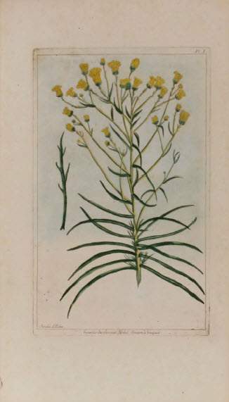 Senecio Chrysocome by Pierre-Joesph Buchoz, Image 1.