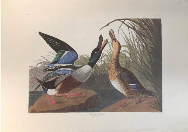 Shoveller Duck 