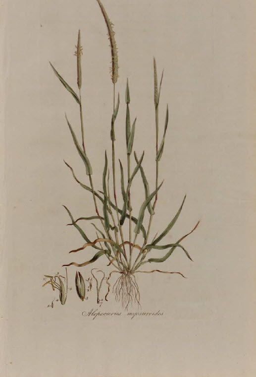 Alopecurus Myosuroides by Unknown Artist 