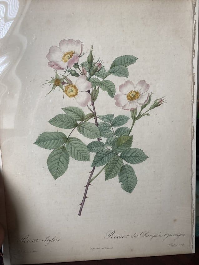 Rosa Stylosa by Pierre-Joseph Redouté 