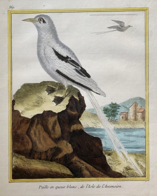 Paille en Queue Blanc de I'Isle de I' Ascension by Francois-Nicolas Martinet 