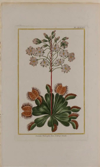 Dionoea Mufcipula by Pierre-Joesph Buchoz 