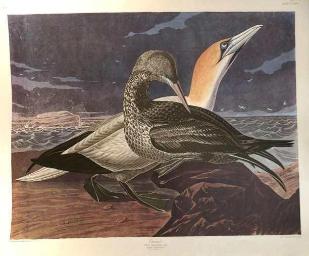 Gannet, Image 1.