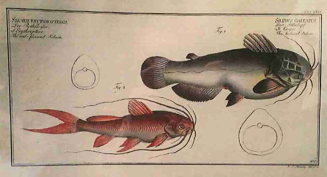 Silurus Erythropterus Fig. 2. (1) Silurus Galeatus Fig. 1. (2), The red-finned Silure (1) The hem... 
