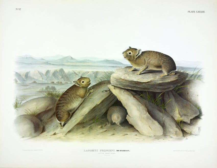 Lagomys princeps, Richardson. Little-chief Hare (v. 2, no. 17, plate 83) 