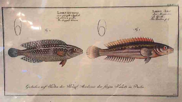Labrus Guttatus Fig. 2. (1) Labbrus Julis Fig. 1. (2), The Dropped Wrasse (1) The Rainbow Fish (2) 