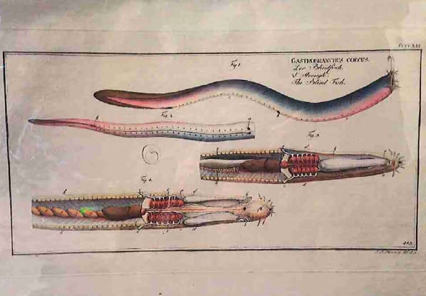 Gastrobranchus Coecus Fig. 1. 2. 3. 4., The Blind Fish 