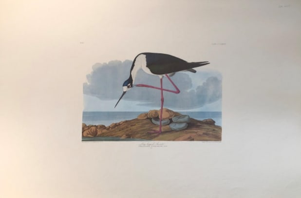 Long Legged Avocet 