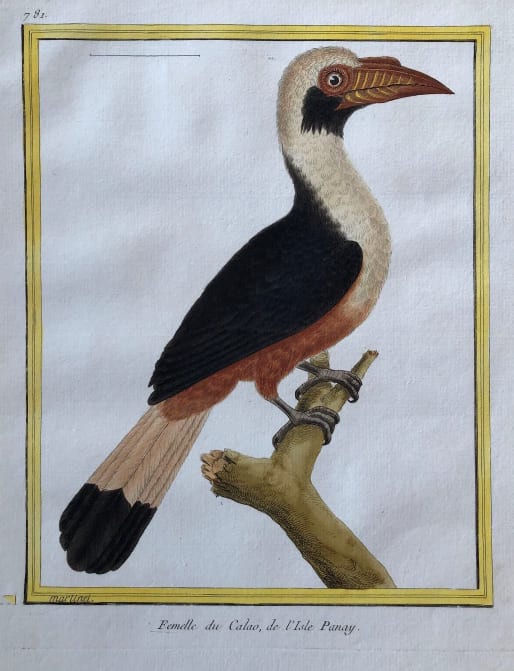 Femelle du Calao de I'Isle Panay by Francois-Nicolas Martinet 