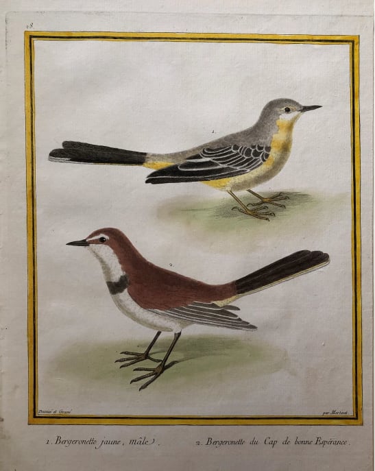 1. Bergenonetter Jaune, male 2. Bergernette du Cap de la Bonne Esperance by Francois-Nicolas Martinet 
