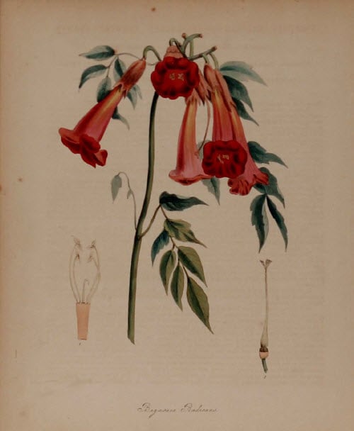 Bignonia Radicans by MA Burnett 