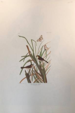 Mac Gillivray's FInch, Image 1.